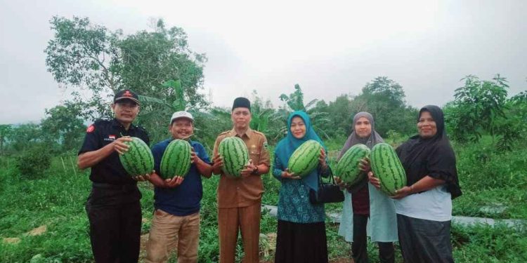 kelompok Koperasi Horsa (Hultikultura Sulit Air) panen buah Semangka