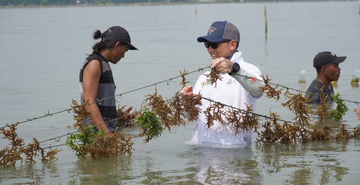 PT KBI Bantu Modal dan Pendampingan bagi Petani Rumput Laut