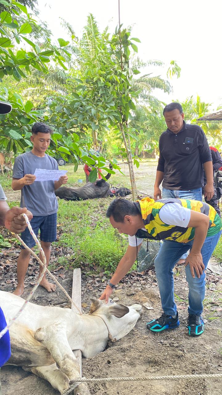 Hari Raya Idul Adha 1444 H, Ketua AMPG Sumut Sembelih Hewan Qurban