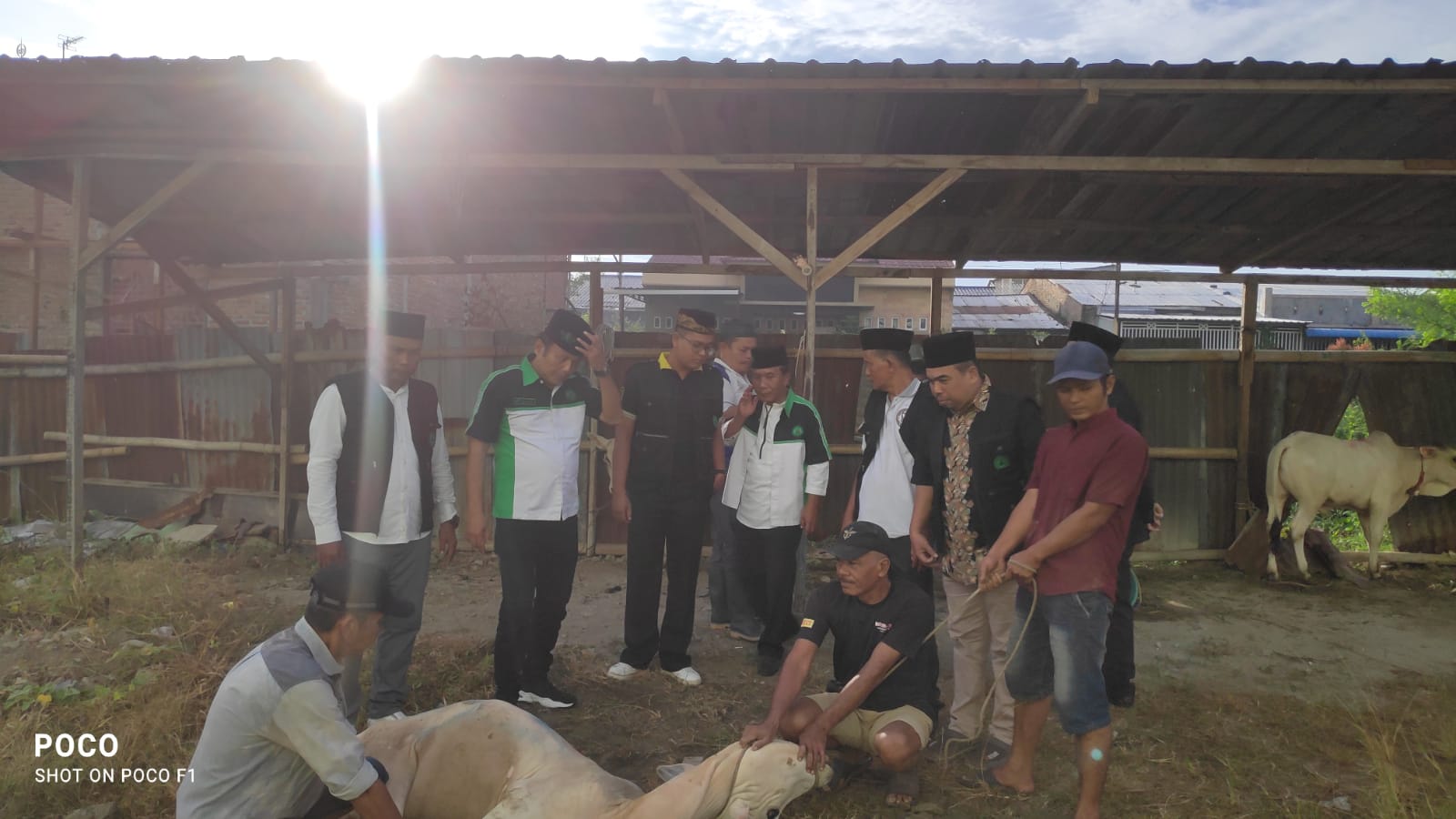 Bakopam Sumut Sembelih Hewan Qurban Bantuan Kapoldasu