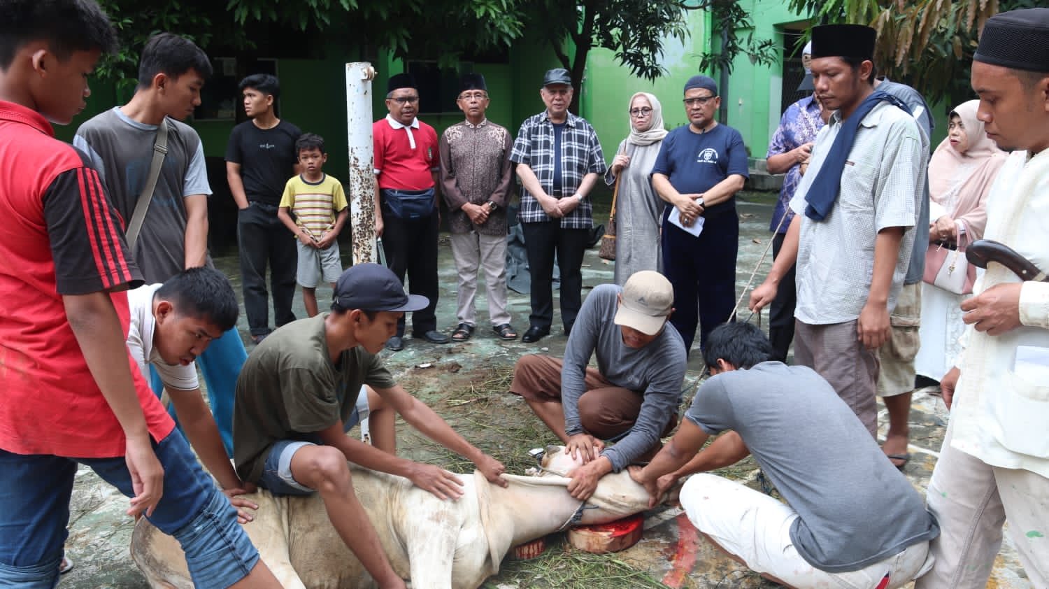 Keluarga Besar UISU Melaksanakan Penyembelihan Hewan Kurban 9 Ekor Lembu dan 3 Ekor KambingÂ 