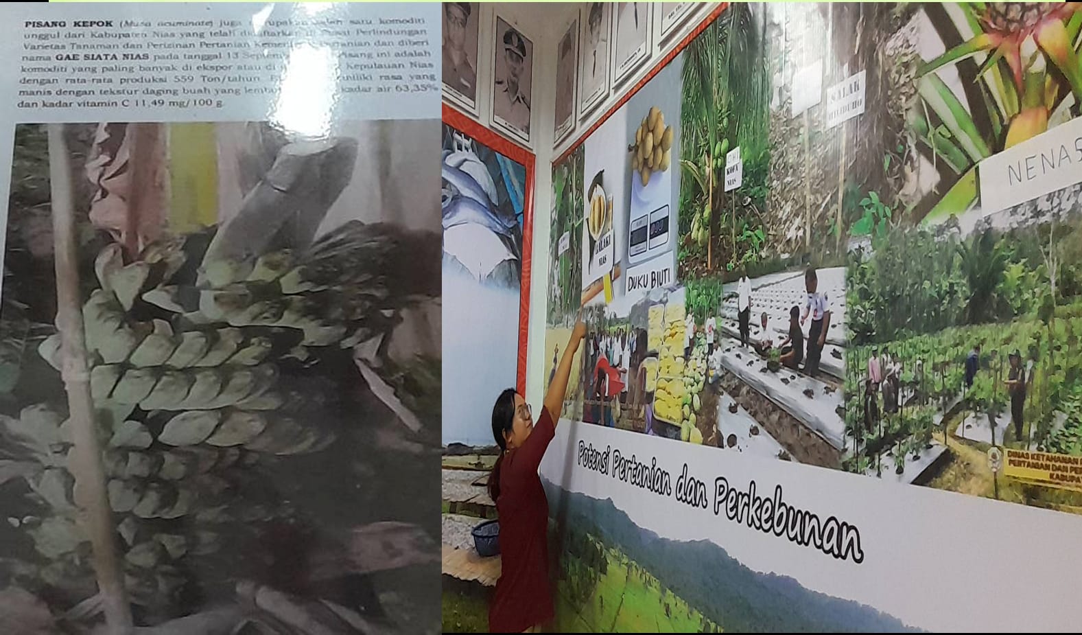 Pisang Kepok Nias Semakin Diminati Hingga Pasar Sumatera