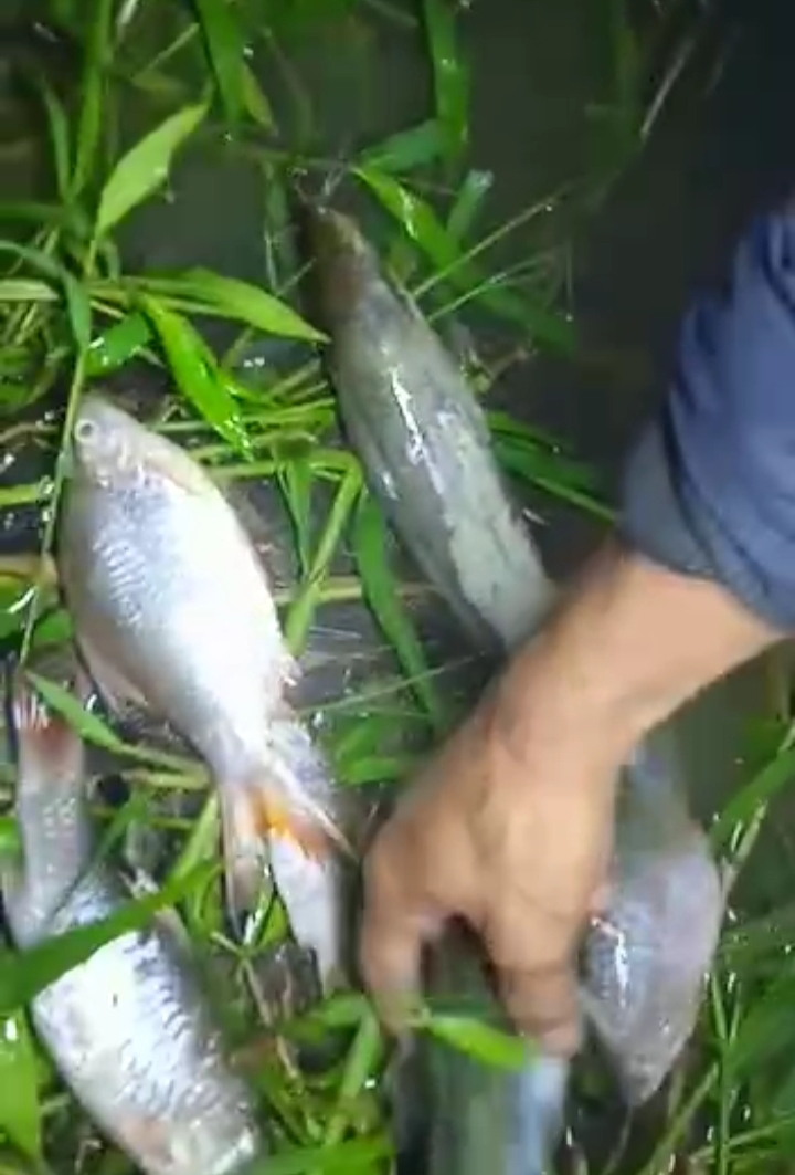 PT. Tanimas Soap Industries di Patumbak Buang Limbah ke Sungai, Ikan Banyak Bermatian