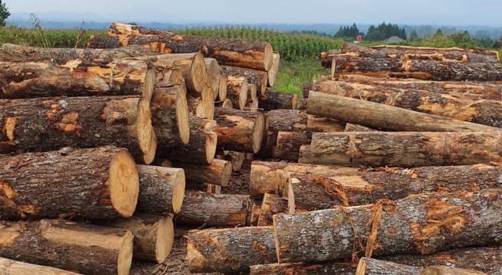 Angkut Kayu Ilegal Logging, DLHK Sumut Amankan Truk dan Muatannya di Taput