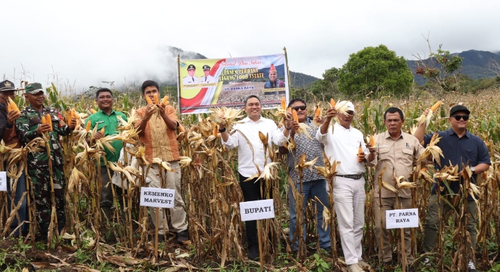 Bupati Pakpak Bharat Panen Perdana Jagung Food Estate di Ulumerah