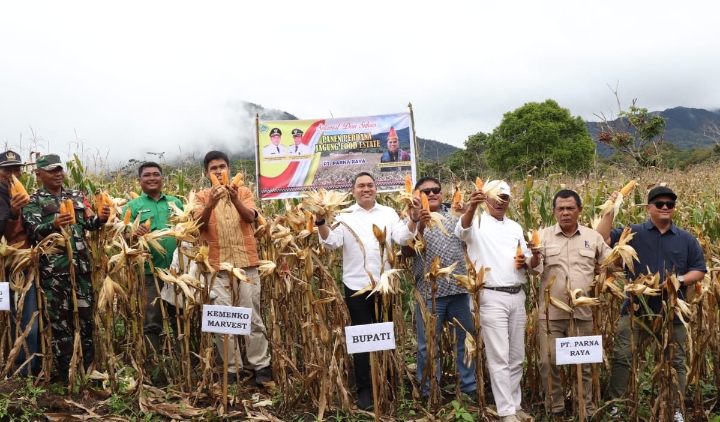 Bupati Pakpak Bharat Panen Perdana Jagung Food Estate di Ulumerah Kec,Julu
