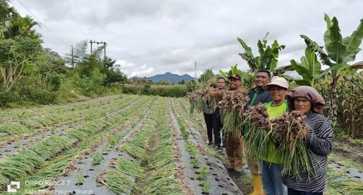 Ptl .Kadis Pertanian Pakpak Bharat Panen Bawah Merah di Kec  STTU Julu