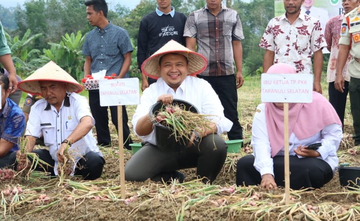 Bupati Tapsel Dolly Pasaribu Panen Perdana Bawang Merah Bersama Koptan Tunas Muda Arse Nauli