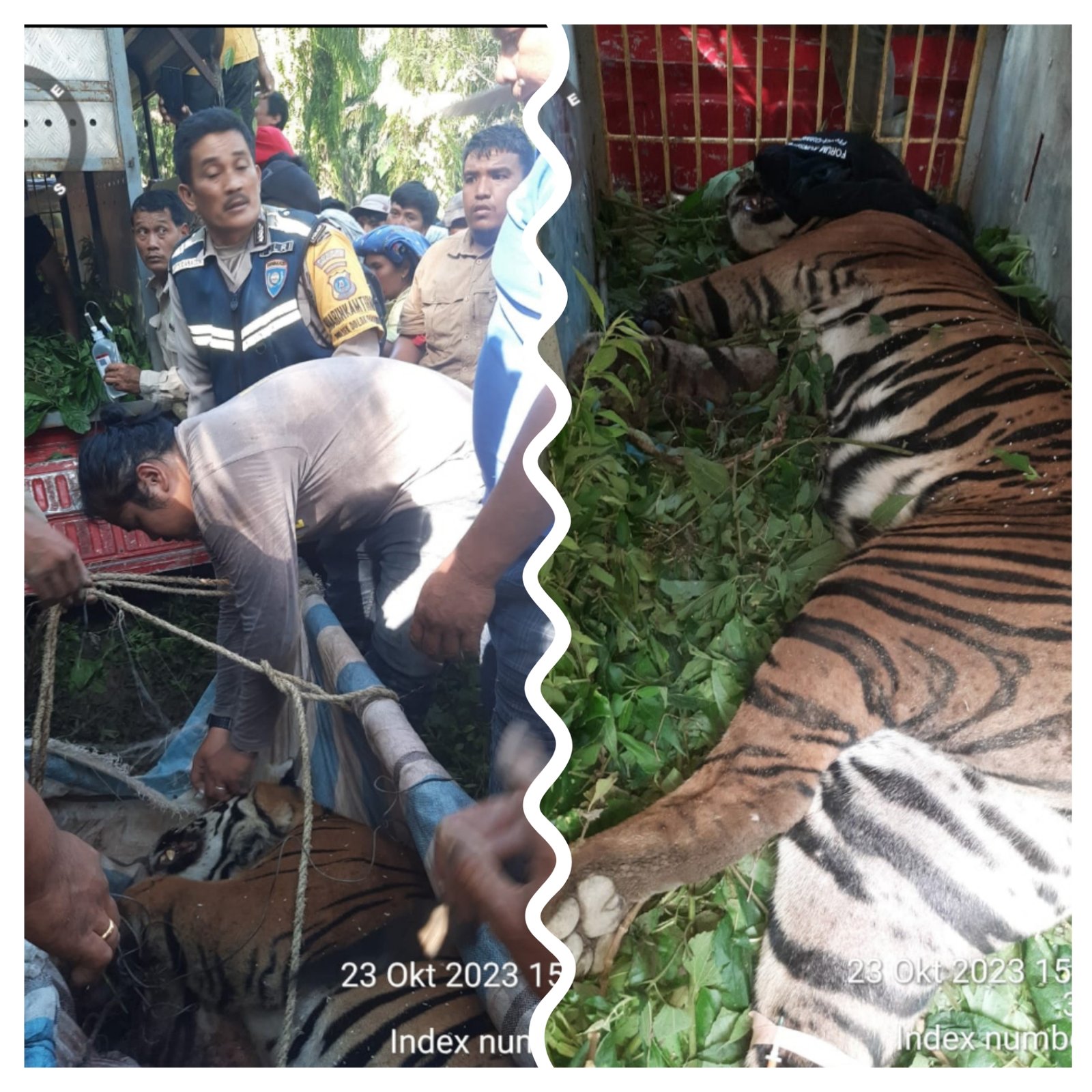 Warga Marihat Tongah Bersama BBKSDA Evakuasi Harimau Yang Terjerat, Bupati Simalungun Himbau Warga Tetap Waspada