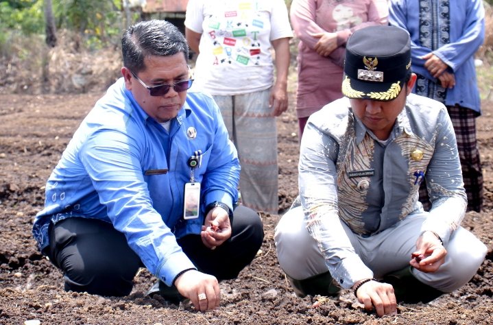 Plh Sekda Padangsidimpuan Tanam Bawang Merah di Desa Mompang