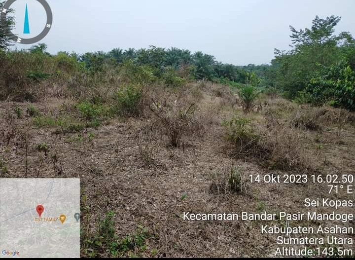Manajemen PTPN IV Sei Kopas Diduga Sengaja Telantarkan Tanaman Kelapa Sawitnya