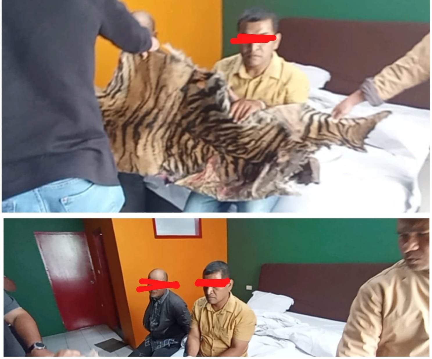 Polda Sumut Amankan 2 Terduga Pelaku Jual Kulit Harimau dan Trenggiling