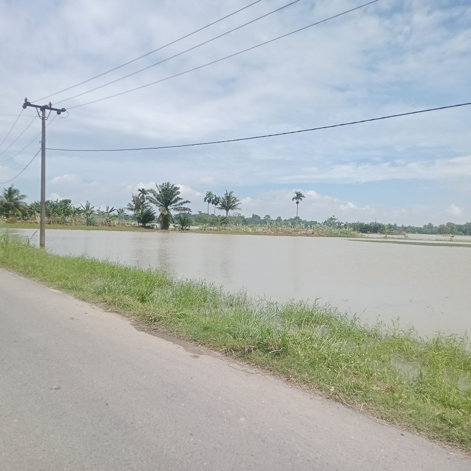 Banjir di Deliserdang, Ratusan Hektar Sawah Baru Tanam Terancam Gagal Panen