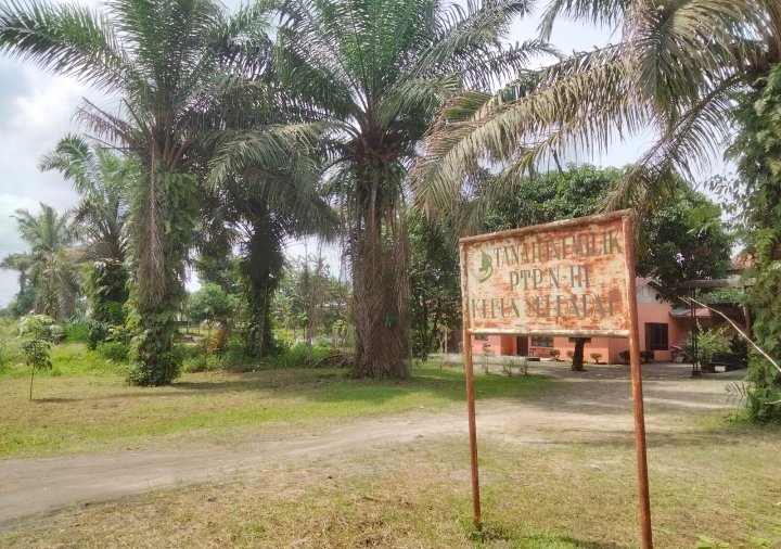 Hasil Produksi Kelapa Sawit PTPN III Kebun Sei Dadap di Desa Tanjung Alam Diduga Digelapkan OTK