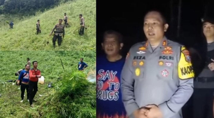 15 Ton Ganja Siap Panen Dimusnahkan Polres Madina, Ini Keterangan AKBP Reza CAS