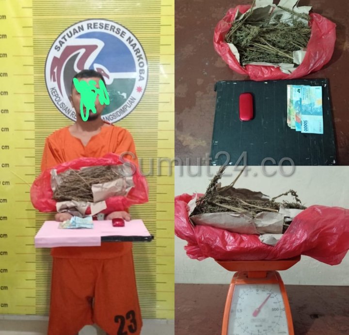 Razia Sukses! Polres Padangsidimpuan Ungkap Kasus Narkotika Ganja, AKBP Dudung Setyawan : Tersangka dan Barang Bukti Telah Diamankan