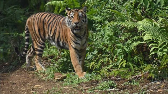 Si Raja Hutan Mulai Teror Warga Tambangan, 10 Imbauan Camat Muhlis