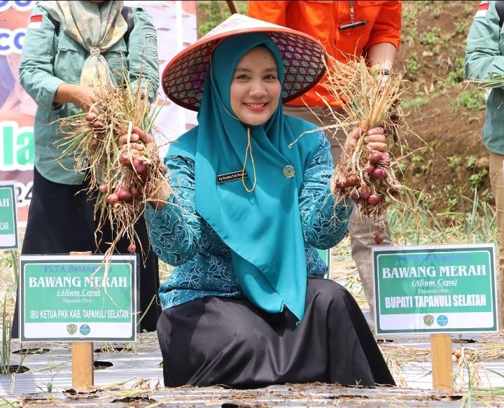Bupati Dolly Pasaribu dan Ketua TP PKK Tapsel  Panen Perdana Bawang Merah Bersama Koptan Desa Simaninggir