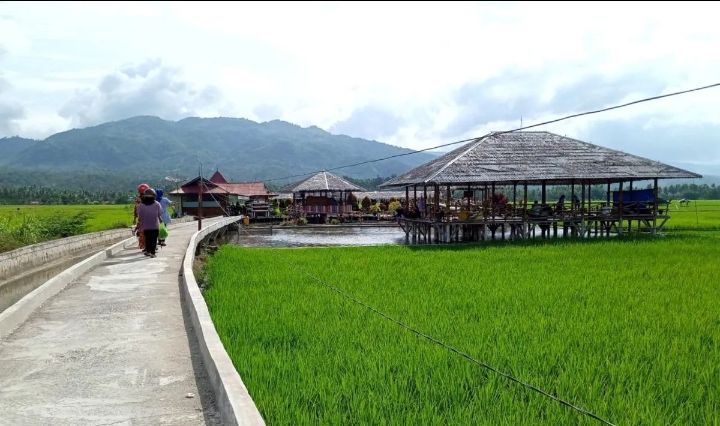 Dinas Pertanian Kota Solok Sediakan Sekitar 400 Kilogram Benih Pokok Padi Varietes Anak Daro