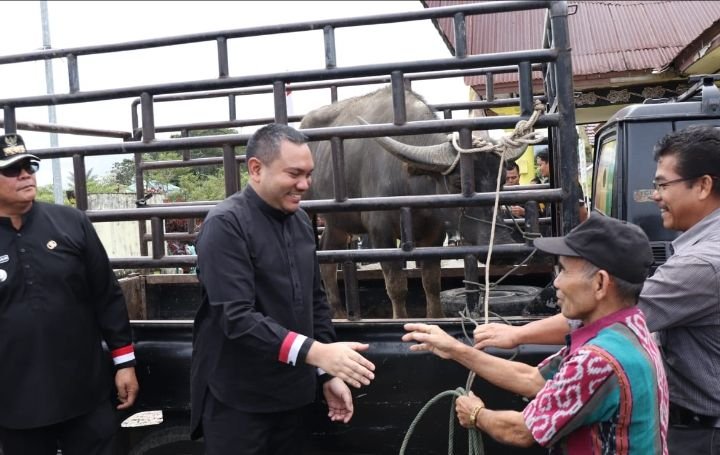 Pelaksanaan Ritual Adat Menanda Tahun Marga Manik,Terima Bantuan Satu Ekor Kerbau Dari Pemkab.Pakpak Bharat