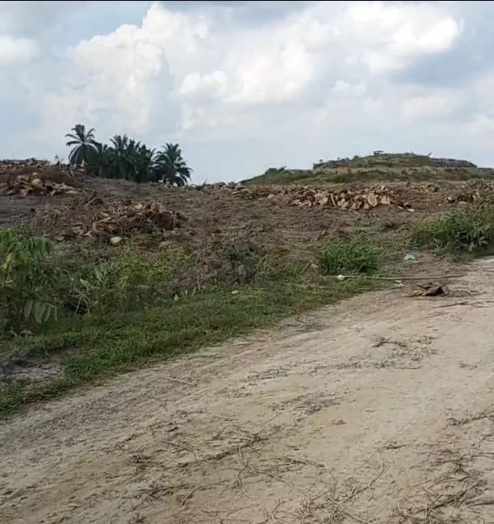 Pekerjaan Replanting Kebun Balimbingan Asal Jadi,i Diduga Rekanan Memperkaya Diri Sendiri