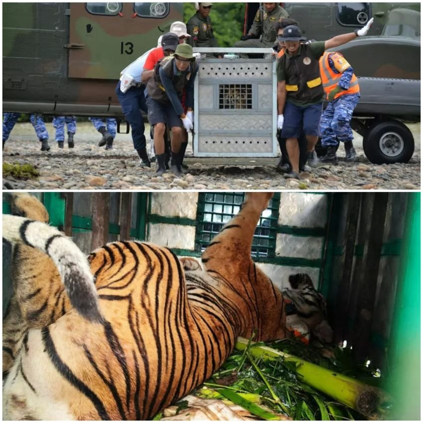 Lanud Soewondo Mendukung Pelepasliaran 2 Ekor Harimau Sumatera Ke Kawasan Taman Nasional Gunung Leuser