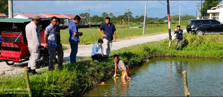 Akibat Tercemar Limbah Industri, Ribuan Ikan Mati di Laguboti