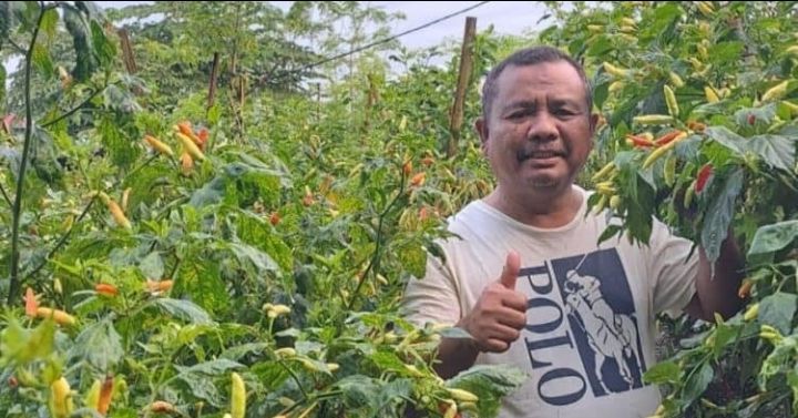 Budidaya Komoditas Cabai Merah Keriting dan Cabai Rawit Sangat Menjanjikan Untuk Peningkatan Ekonomi.