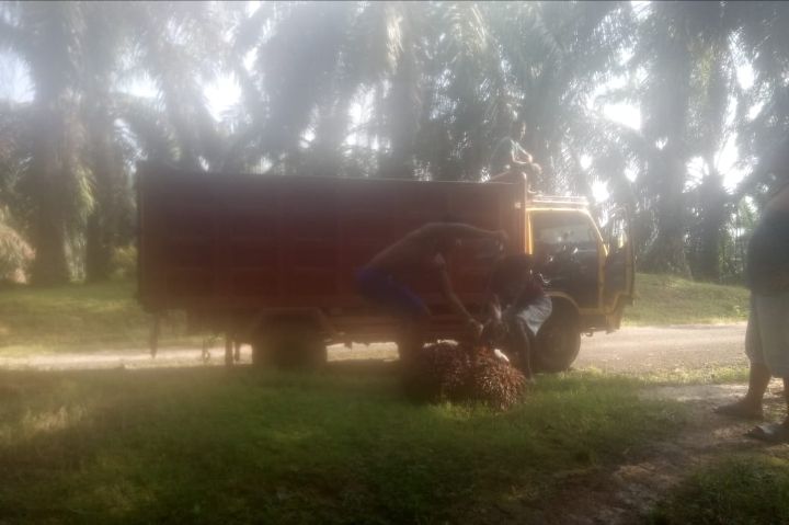 Diduga Maneger kebun Pasir Mendoge Merasa Sebagai Pemilik kebun Pribadi