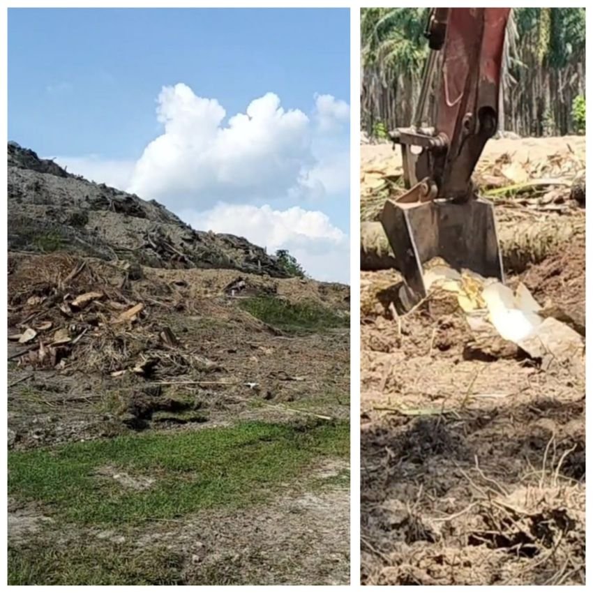 Pengawasan Kurang Maksimal, Proyek Replanting Ulang PTPN IV Kebun Balimbingan tidak Sesuai Bestek