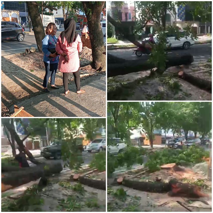 Seklur Tanjung Sari Catut Nama Lurah Soal Penebangan Pohon, Lurah : Itu Ilegal Tidak Ada Kordinasi Kesaya