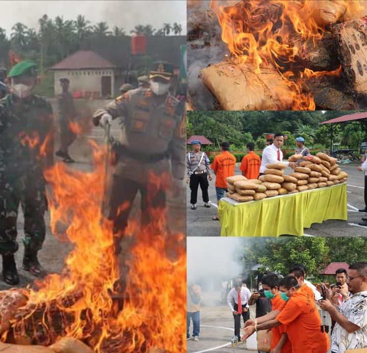 Pemusnahan Barbut Ganja 140 Kilo Bersama Forkopimda di Mako Polres Madina