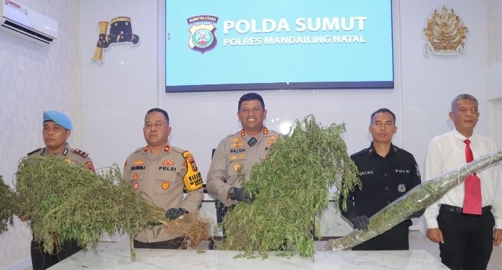 Polres Madina Ungkap 1,5 Hektar Ladang Ganja di Tor Shite