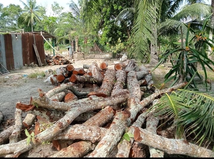 Manager PTPN IV Regional II Kebun Adolina Harus Bertanggung jawab Soal Penebangan Pohon Mahoni