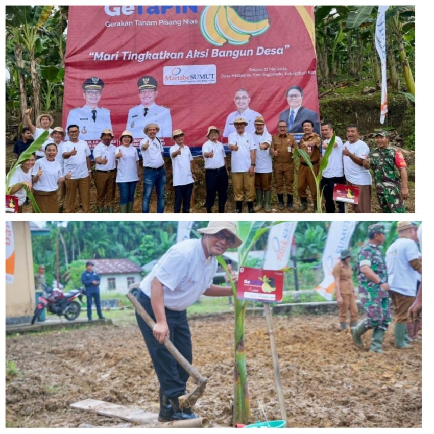 Tingkatkan Perekonomian Daerah, Bank Sumut Luncurkan Program Gerakan Tanam Pisang Nias (GETAPIN)