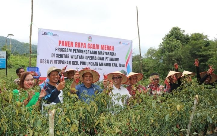 Panen Raya Cabai Merah Keriting, Tingkatkan Ketahanan Pangan