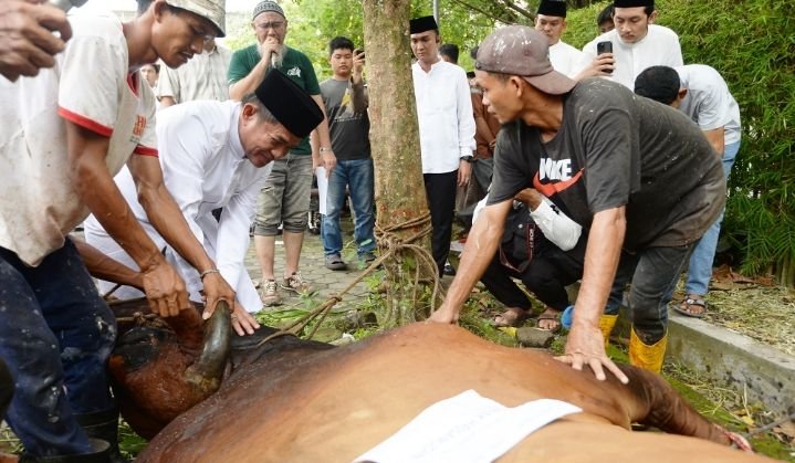Pemprov Sumut Kurban 158 Lembu dan 3 Kambing