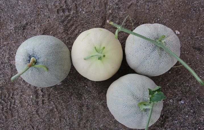 Kelompok Tani Milenial Binaan Inalum Panen Melon di Aek Songsongan