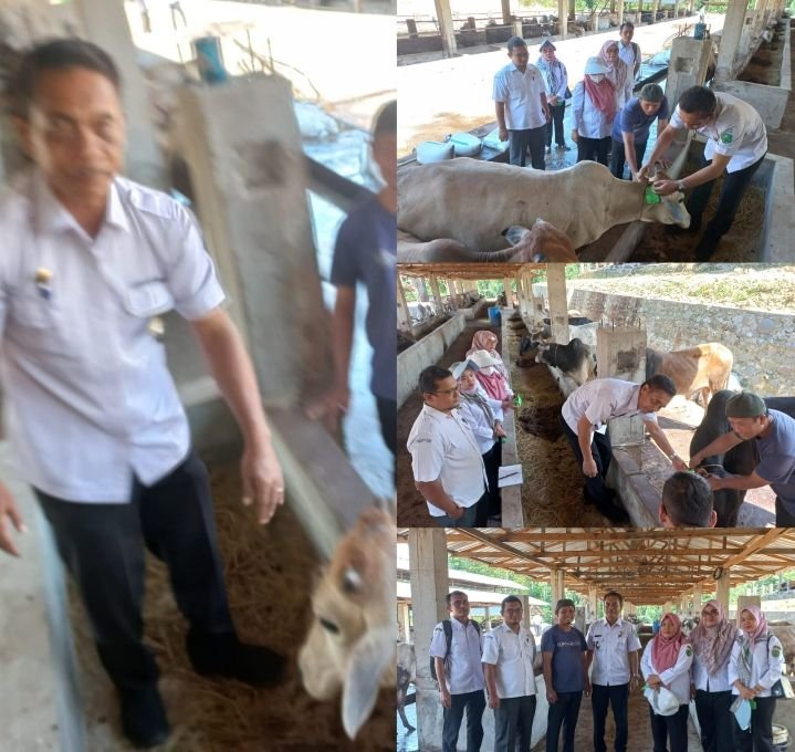 Jelang Idul Adha 166 Hewan Qurban Di Padangsidimpuan Kesehatannya diperiksa,