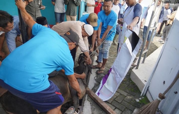 PLN UID Sumatera Utara Salurkan 28 Hewan Kurban