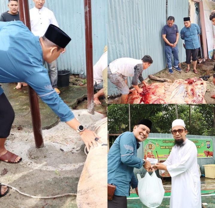 Polres Padangsidimpuan Kurban 9 Ekor Lembu yang dipimpin langsung AKBP Dudung Setyawan