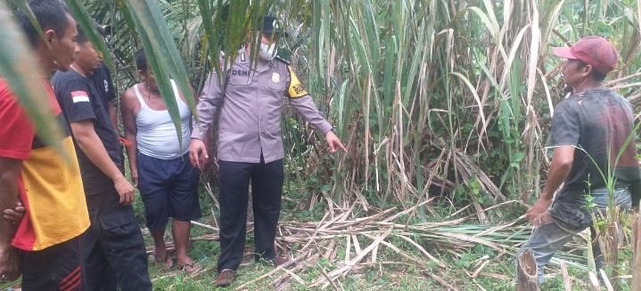Polsek Kotarih Olah TKP Penemuan Mayat Diladang Sawit Warga
