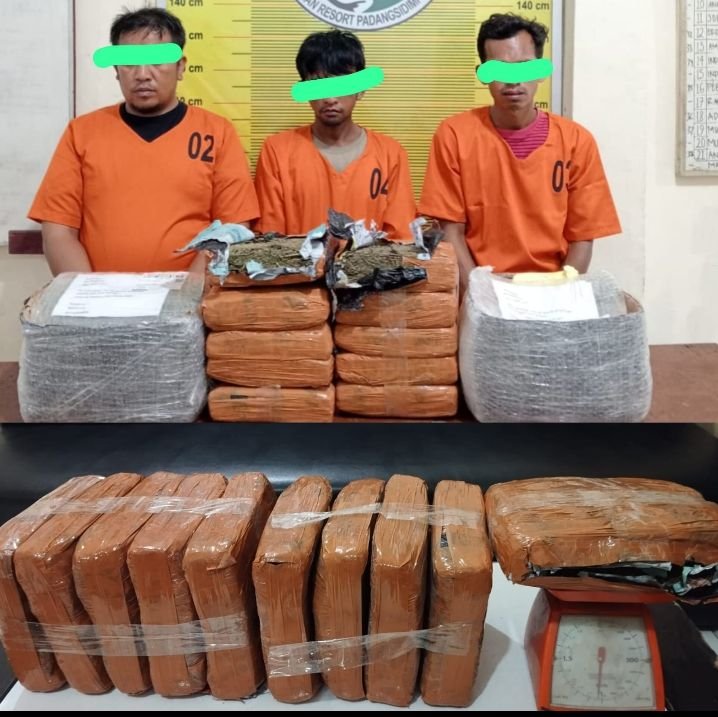 Satresnarkoba Padangsidimpuan Tangkap Tiga Tersangka Narkoba, Barang Bukti 10.000 Gram Ganja