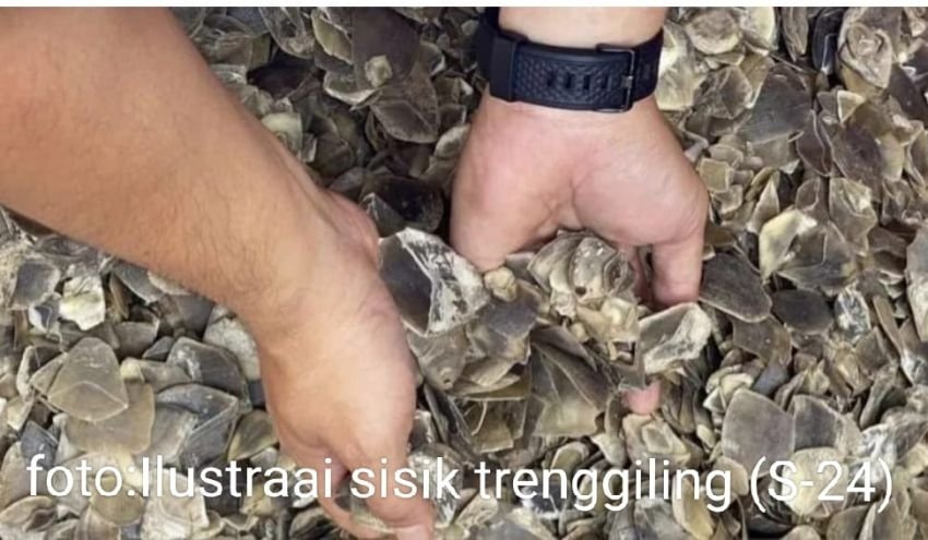 Polda Sumut Ungkap Perdagangan Satwa Dilindungi Sisik Trenggiling