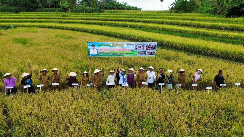 Wali Kota panen padi perdana bersama petani di kecamatan Siantar Marimbun