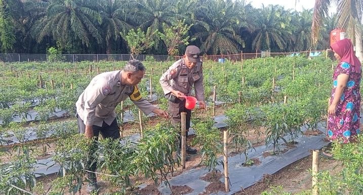 Polsek Bandar Pulau Polres Asahan Lakukan Monitor Petani Cabai