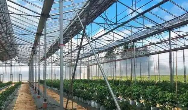 Pemanfaatan PLTS dan Teknologi AI dalam Modernisasi Budidaya Mangga di Rumah Kaca