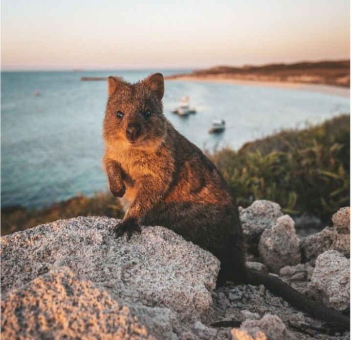 Liburan Keluarga Tak Terlupakan! Menjelajah Kawasan Swan Valley dan Rottnest Island di Australia Barat