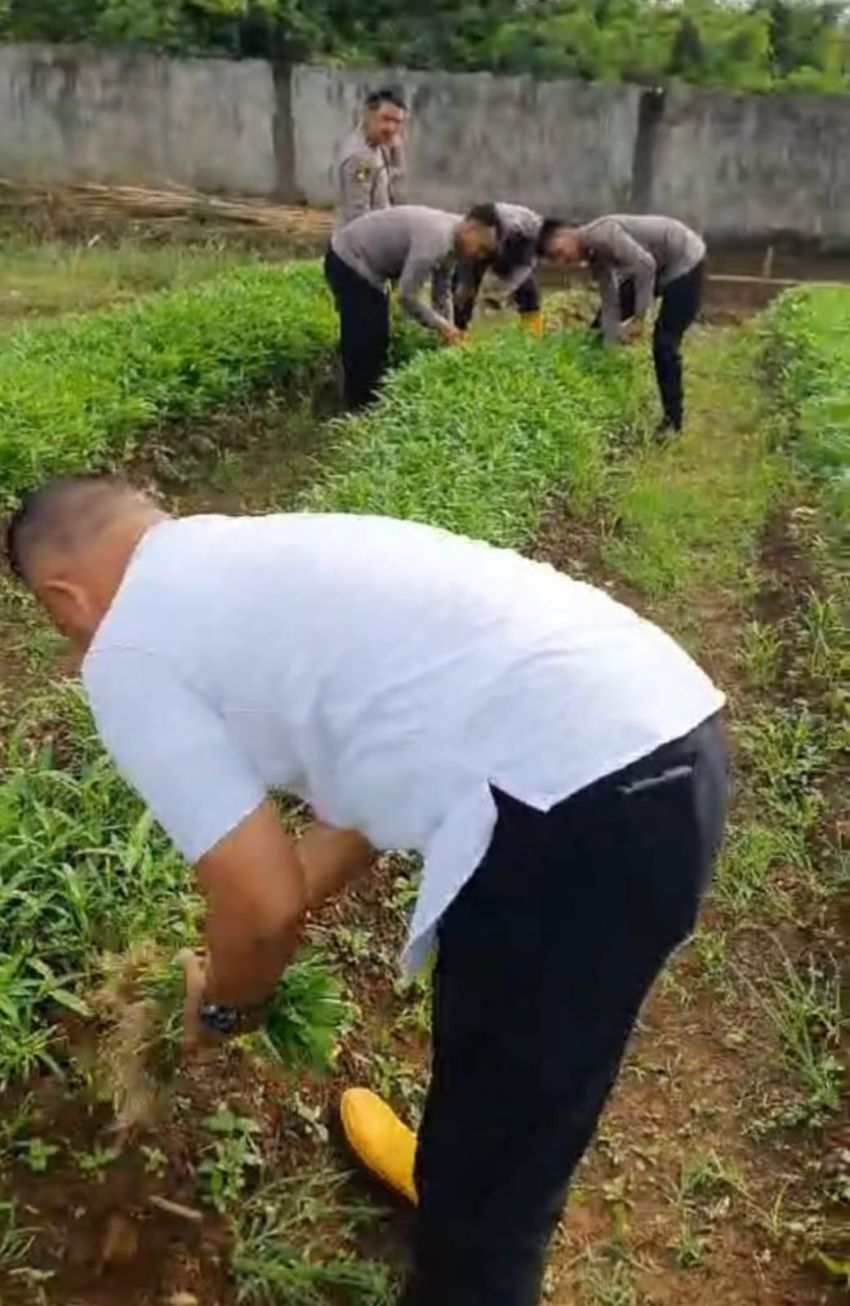 Ditsamapta Polda Sumut Panen Sayuran, Dukung Ketahanan Pangan Program Asta Cita