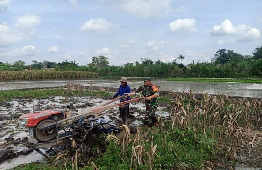 Percepat Masa Tanam, Babinsa Sumberingin Bantu Siapkan Lahan Tanam Padi